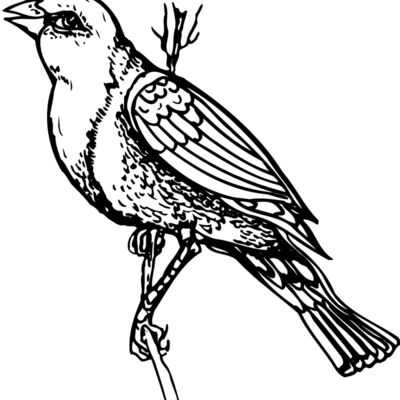 BIRD043 Thumbnail