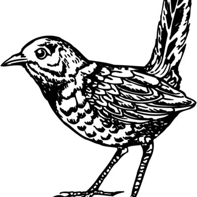 BIRD052 Thumbnail